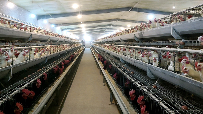 蛋鸡产蛋高峰期的饲养管理方法