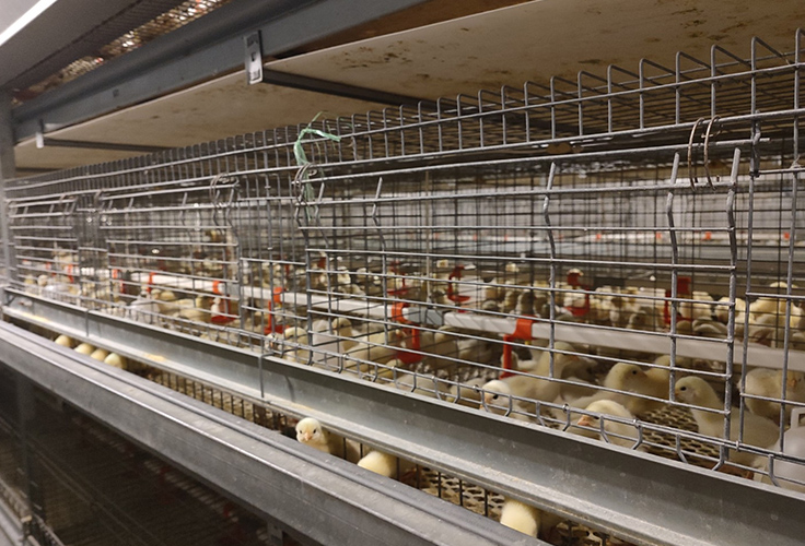 大规模蛋鸡养殖的挑战与对策解析