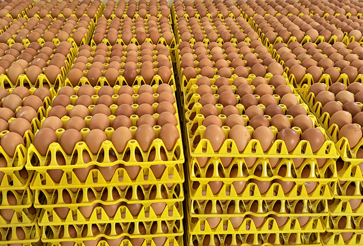 养鸡人的福音，海兰褐蛋鸡性能大解析