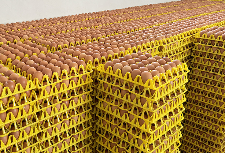 海兰褐蛋鸡的生产性能详解