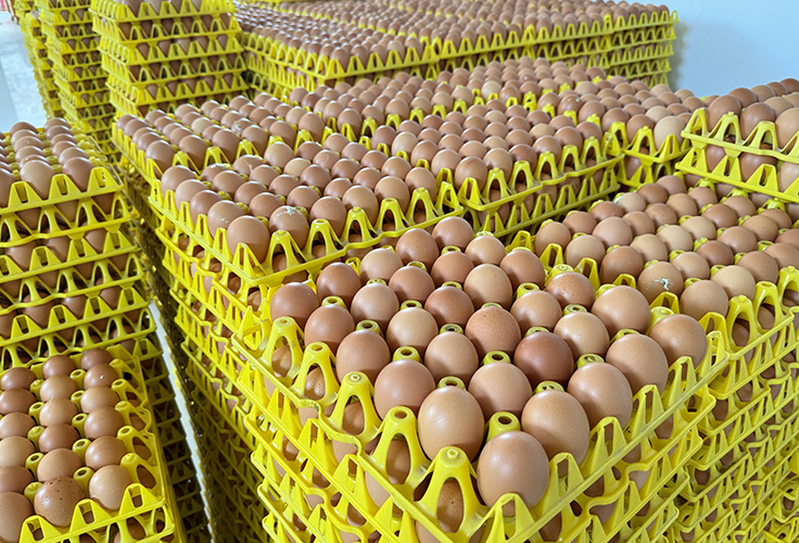 海兰褐鸡的优势：为什么养殖户都爱它？