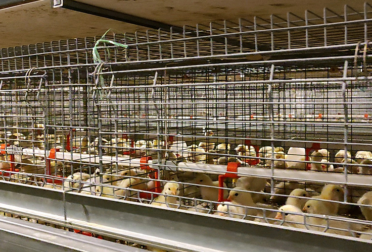 养殖建议：如何养好海兰褐鸡？